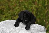 CANE CORSO 848